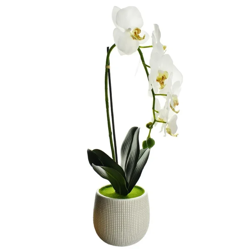 20 artificial moth orchid in round pot