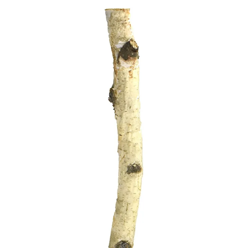 24 natural birch wood pole