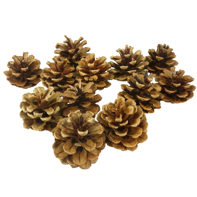 australian pine cones 2 1 4 natural decor 12 pack