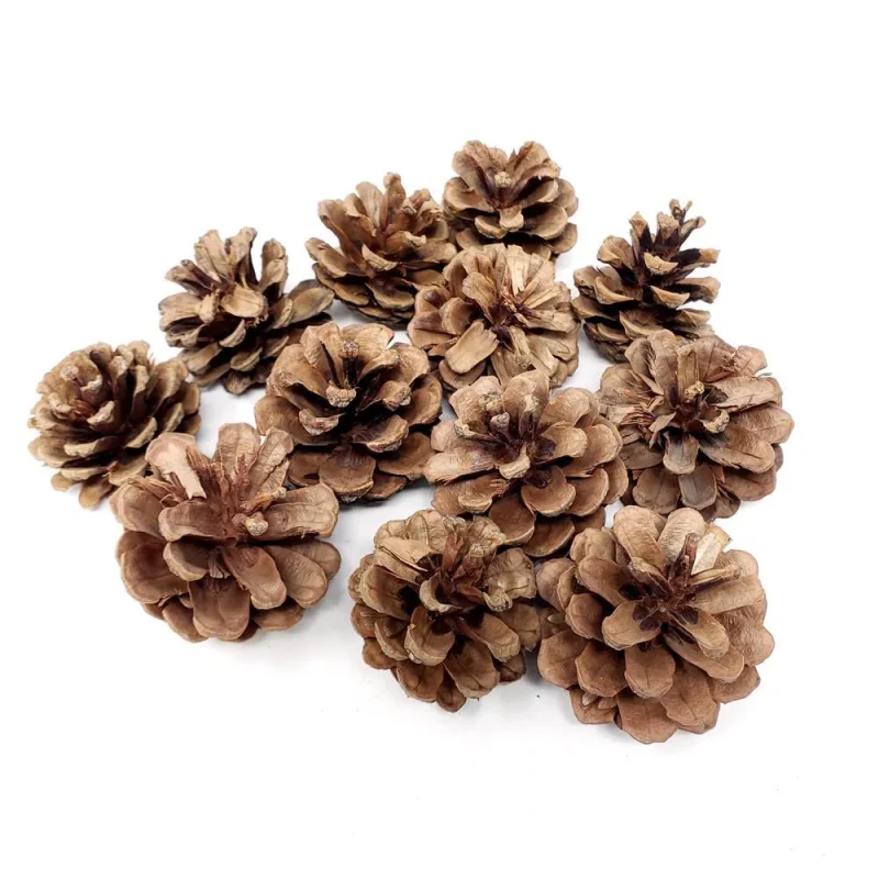 craft jack pine cones 12 pack 1 3 4 inch decorative crafting