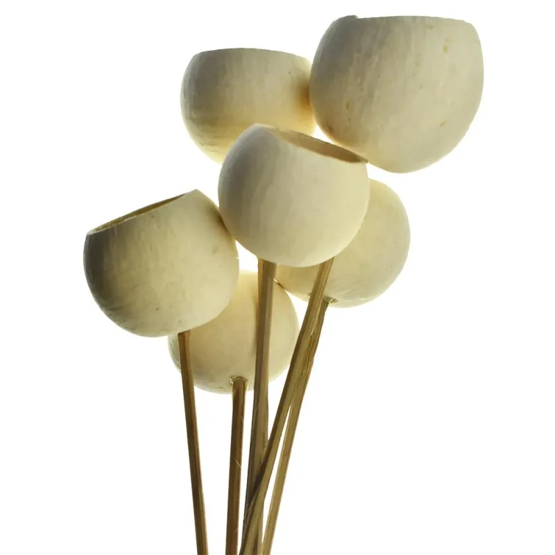 dried bleached bellflower stems