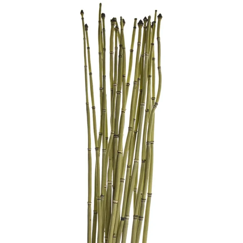 dried equisetum horsetail stems bundle