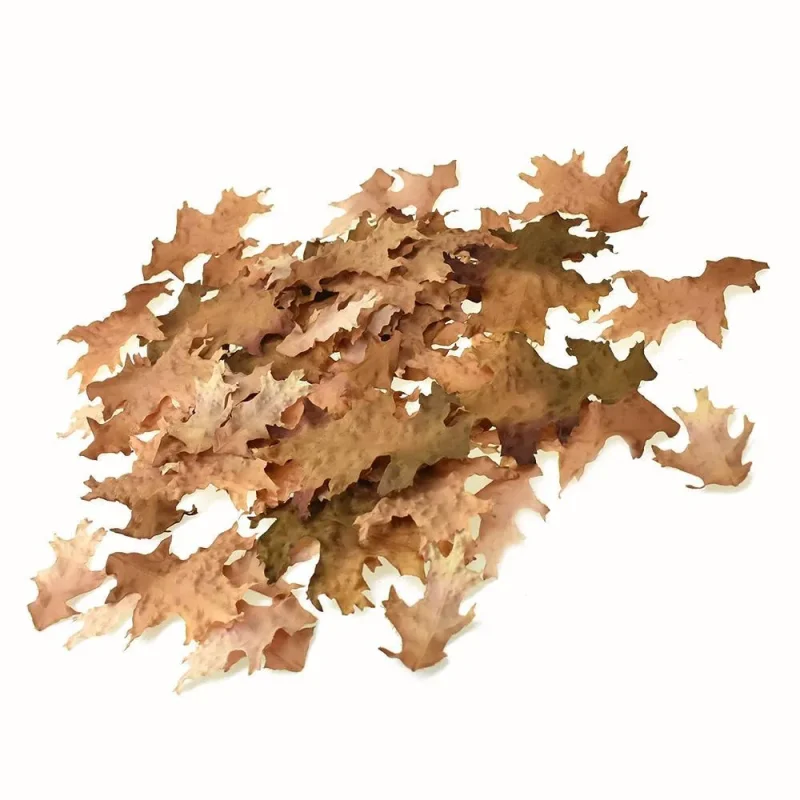 fall dry oak leaves set brown assorted sizes 62 piece