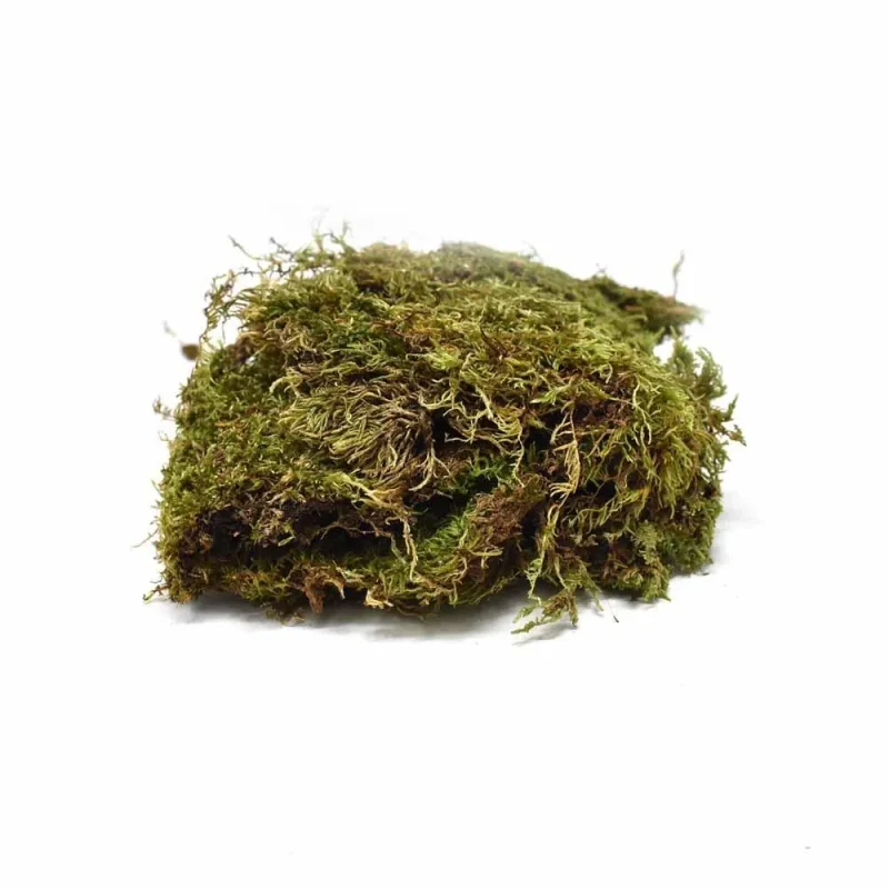 green preserved sheet moss 3oz