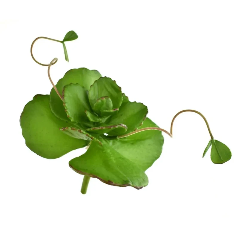 lively 9 green artificial butterfly succulent