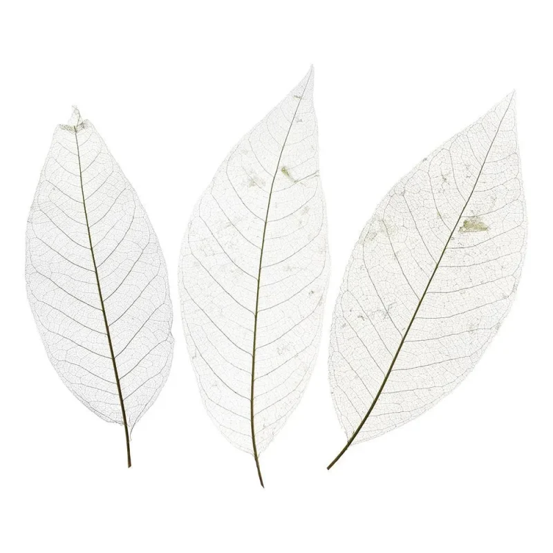 magnolia skeleton leaves bundle bleached natural