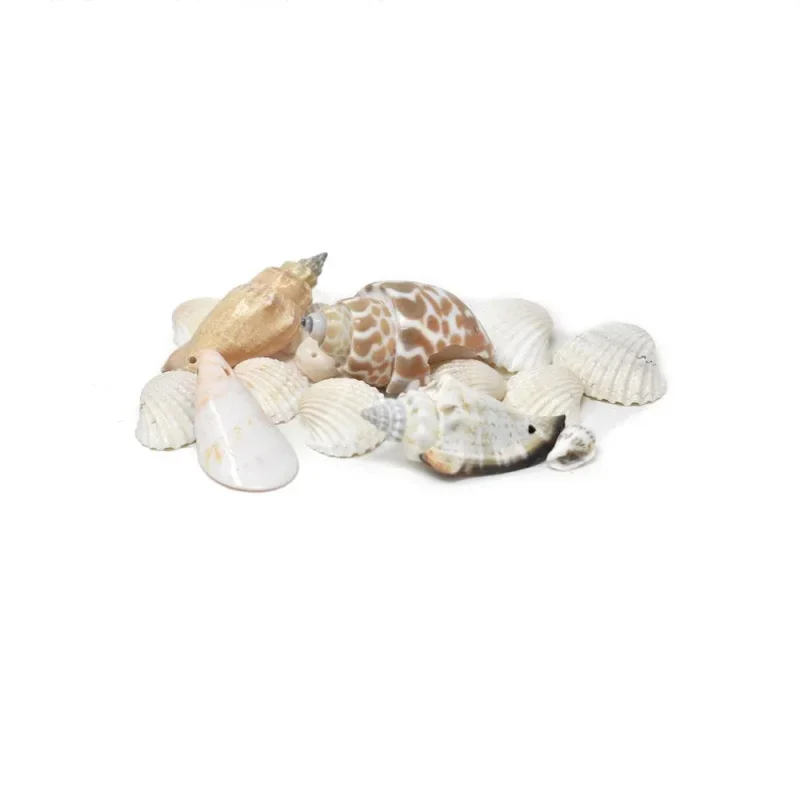 mixed seashells pack 4oz beach decor