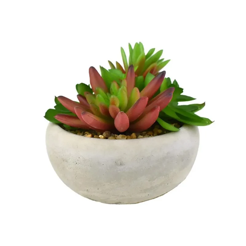 mixed succulent set in 5 inch pot green red