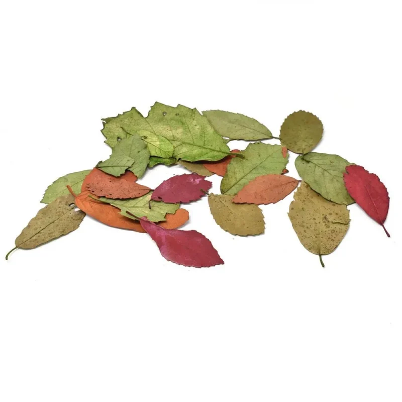 multicolor preserved autumn leaves bowl filler 4oz