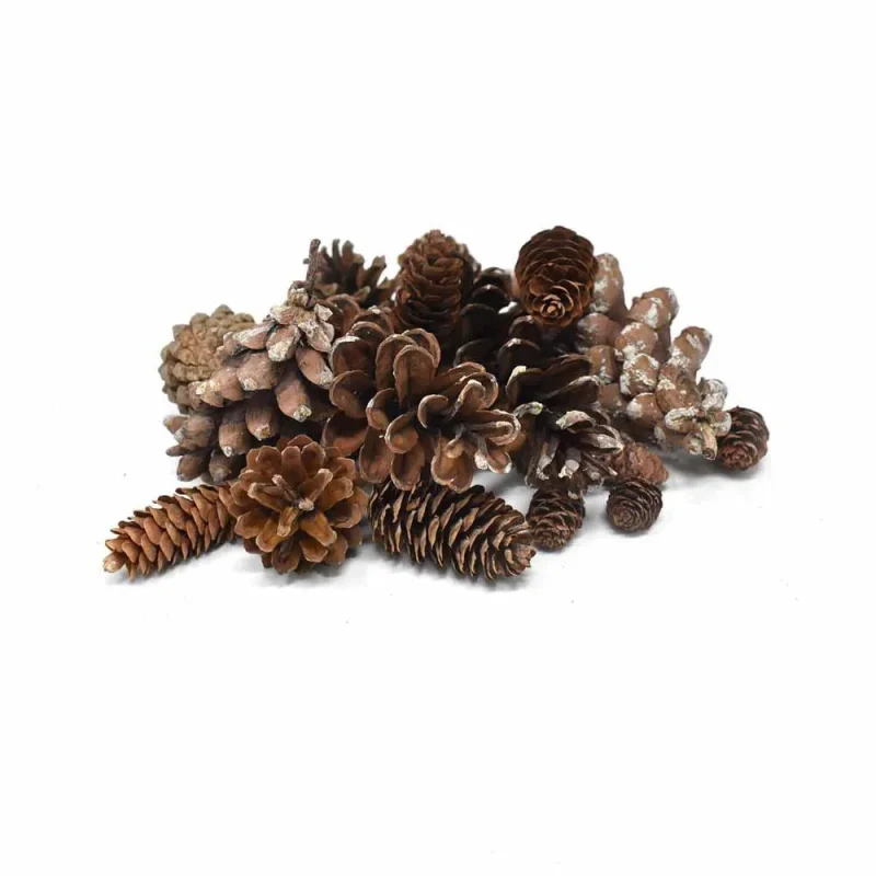 natural assorted pine cones 16 piece preserved collection