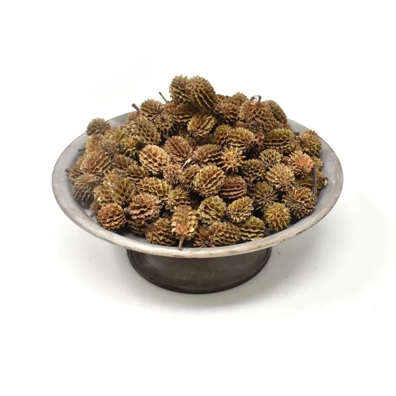 natural casurina pods 8oz preserved decor