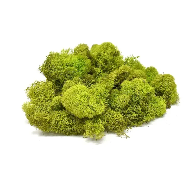 natural chartreuse reindeer moss 4oz preserved