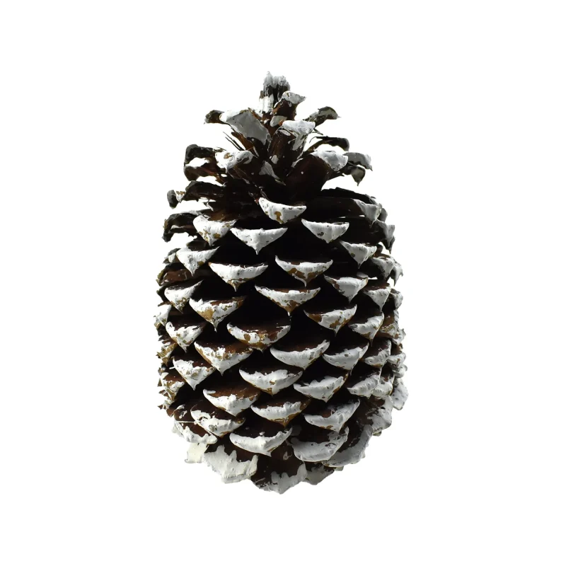 natural dried jeffrey pine cone white natural