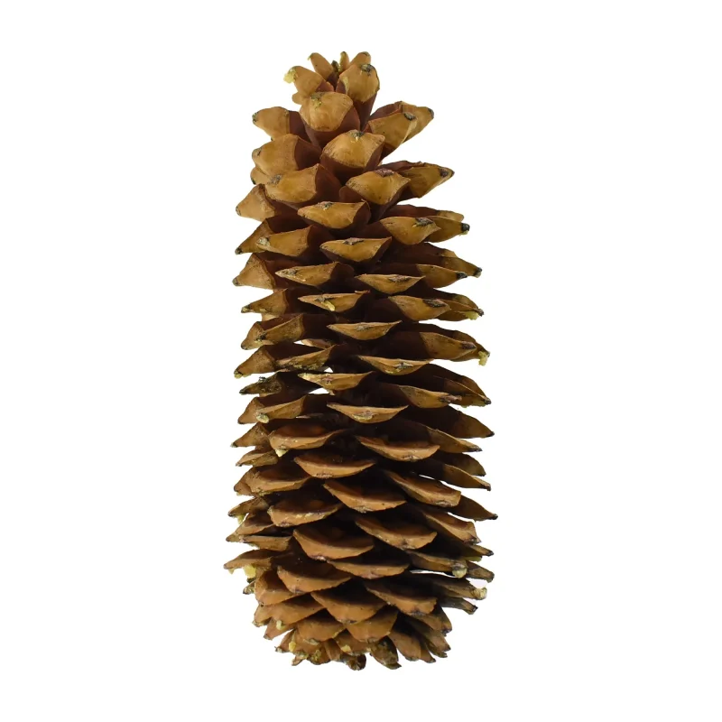 natural dried sugar pine cones