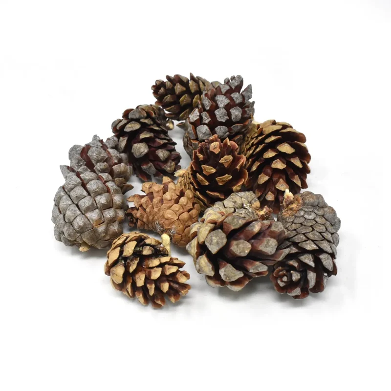 small natural jack pine cones 10 piece set